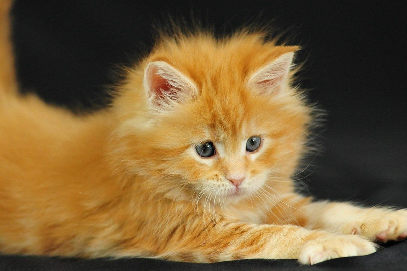 6. Ginger Cat