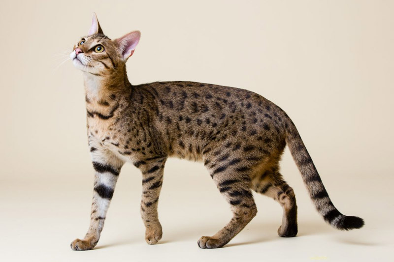 7. Savannah Cat