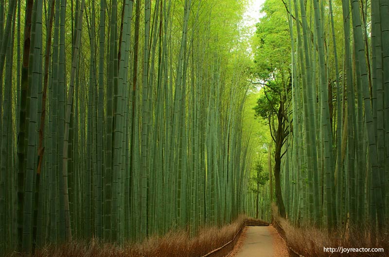 9. Sagano Bamboo Forest - Arashiyama, Japan